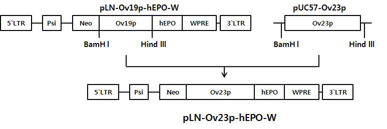 Construction of pLNOv23-hEPOW retrovirus vector for oviduct-tissue specific hEPO expression.