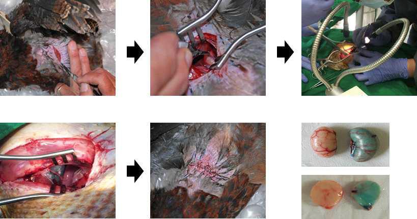 The process of the SSC injected into the testis.