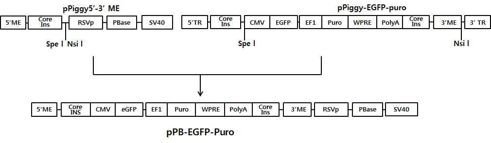 Construction of piggyBac transposon vector for EGFP gene expression.