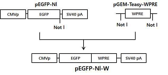 Construction of pEGFP-N1-W vector for EGFP gene expression.