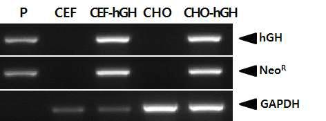 Detection of the transgene in virus infected cells.