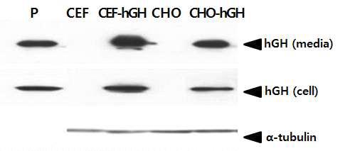 Determination of the hGH gene expression in various target cells by Western blot analysis.