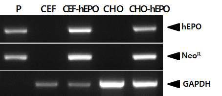 RT-PCR analysis of the hEPO gene in target cells.