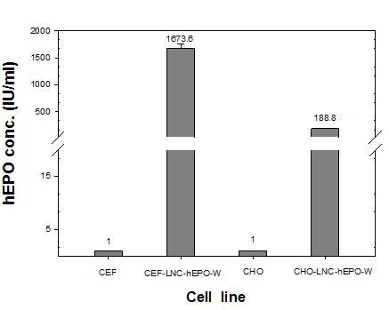 Expression of the hEPO gene in LNC-hEPOW virus infected cells.