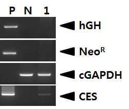 PCR analysis of hatched chicken in the first experiment.