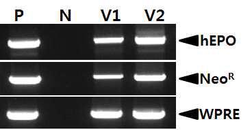 RT-PCR analysis of the hEPO gene in viral RNA.