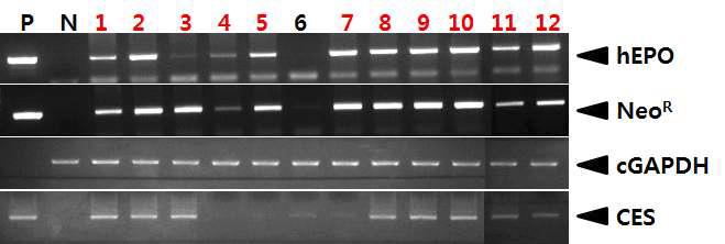 PCR analyses of G0 LNC-hEPOW transgenic chickens in the first experiment.