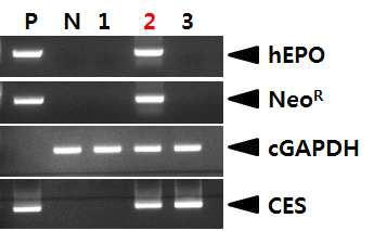 PCR analyses of G0 LNC-hEPOW transgenic chickens in the second experiment.