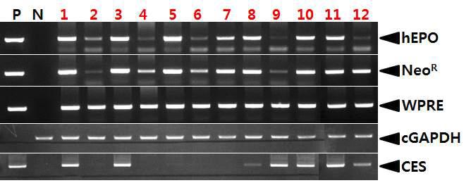 PCR analyses of G0 LNC-hEPOW transgenic chickens in the third experiment.