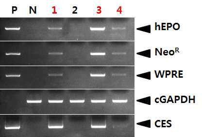 PCR analyses of G0 LNC-hEPOW transgenic chickens in the forth experiment.