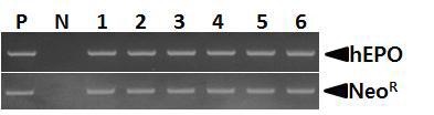 RT-PCR analysis of the hEPO and neomycin resistant gene in viral RNA.