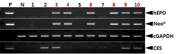 PCR analyses of G0 LNOv23-hEPOW transgenic chickens in the first experiment.