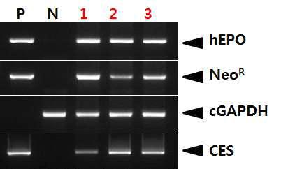 PCR analyses of G0 LNOv23-hEPOW transgenic chickens in the second experiment.