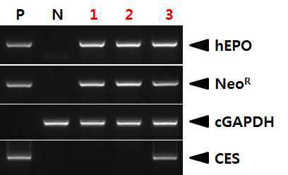 PCR analyses of G0 LNOv23-hEPOW transgenic chickens in the third experiment.