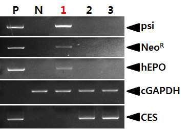 PCR analyses of G0 LNOv23-hEPOW transgenic chickens in the forth experiment.