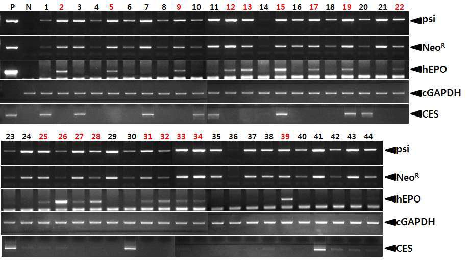 PCR analyses of G0 LNOv23-hEPOW transgenic chickens in the fifth experiment.