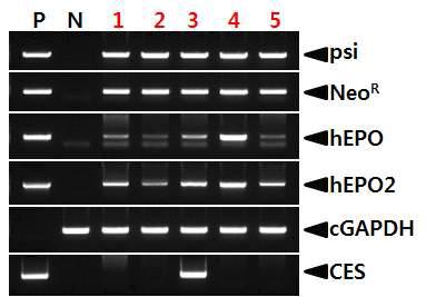 PCR analyses of G0 LNOv23-hEPOW transgenic chickens in the sixth experiment.