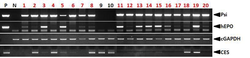 PCR analyses of G0 LNOv23-hEPOW transgenic chickens in the seventh experiment.