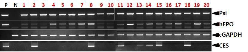 PCR analyses of G0 LNOv23-hEPOW transgenic chickens in the eighth experiment.