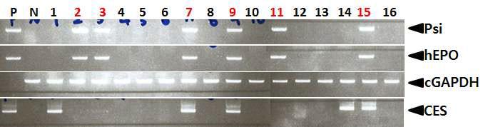 PCR analyses of G0 LNOv23-hEPOW transgenic chickens in the ninth experiment.