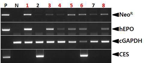 PCR analyses of G0 LNOv23-hEPOW transgenic chickens in the tenth experiment.