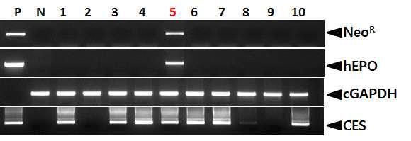 PCR analyses of G0 LNOv23-hEPOW transgenic chickens in the eleventh experiment.