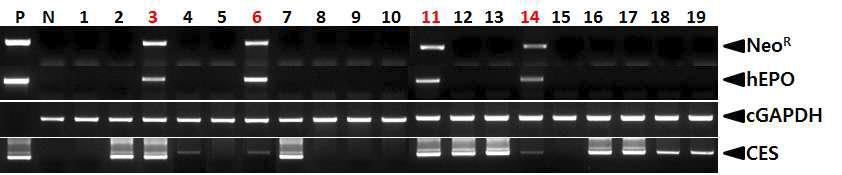 PCR analyses of G0 LNOv23-hEPOW transgenic chickens in the twelfth experiment.