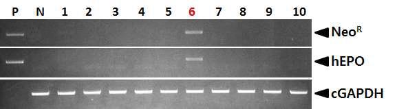 PCR analyses of sperm DNA in G0 LNOv23-hEPOW transgenic chickens.