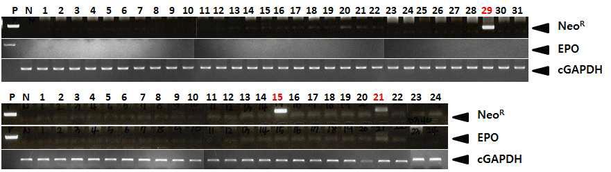 PCR analyses of G1 LNOv23-hEPOW transgenic chickens.