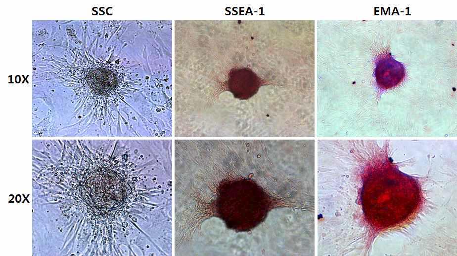 In vitro culture of chicken fetal SSCs.