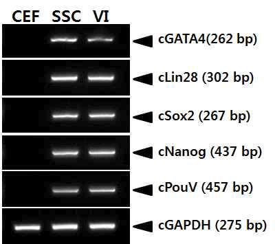 Detection of the stem cell specific gene expression in SSC.