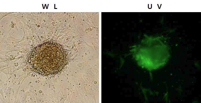 Expression of the EGFP gene in SSC infected with LNGRGW virus.