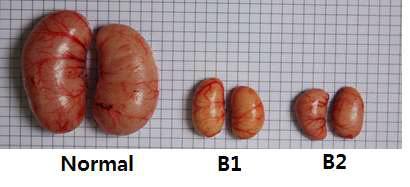 Morphological changes of chicken testes after busulfan treatment.