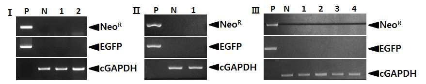 PCR analyses of sperm DNA in SSC injected chickens.