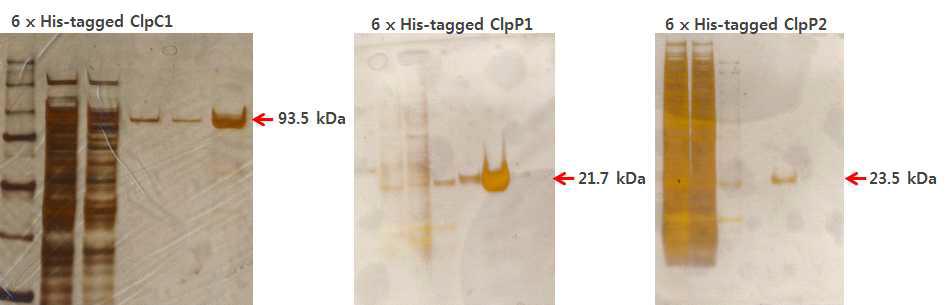 ClpC1, ClpP1 및 ClpP2 재조합 단백질 발현 및 분리