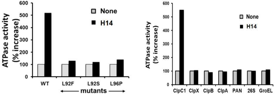 H14에 의한 ClpC1 ATPase 활성 측정