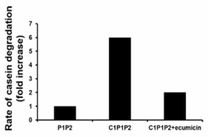 H14에 의한 ClpP1/P2 complex의 proteolytic activity 측정