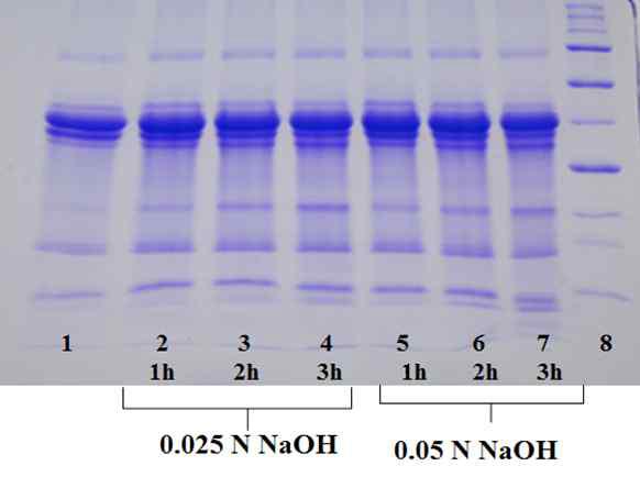 SDS-PAGE band pattern of phosvitin and alkaline hydrolysates of phosvitin.Lane 1. Native phosvitin; lane 2. 0.025N NaOH-treated phosvitin at 37°C for 1 h; lane3. 0.025N NaOH-treated phosvitin at 37°C for 2 h; lane 4. 0.025 N NaOH-treated phosvitin at 37°C for 3 h; lane 5. 0.05N NaOH-treated phosvitin at 37°C for 1 h; lane 6. 0.05 N NaOH-treated phosvitin at 37°C for 2 h; lane7. 0.05 N NaOH-treated phosvitin at 37°C for 3 h; lane8. MM