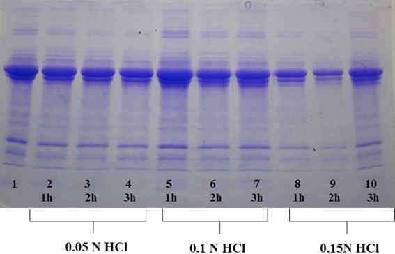 SDS-PAGE band pattern of phosvitin and alkaline hydrolysates of phosvitin. Lane 1. Native phosvitin; lane 2. 0.075 N NaOH-treated phosvitin at 37°C for 1 h; lane 3. 0.075 N NaOH-treated phosvitin at 37°C for 2 h; lane 4. 0.075 N NaOH-treated phosvitin at 37°C for 3 h; lane 5. 0.1 N NaOH-treated phosvitin at 37°C for 1 h; lane 6. 0.1 N NaOH-treated phosvitin at 37°C for 2 h; lane 7. 0.1 N NaOH-treated phosvitin at 37°C for 3 h.