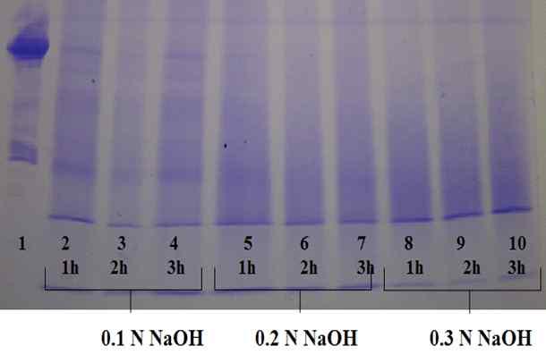 SDS-PAGE band pattern of phosvitin and alkaline hydrolysates of phosvitin.Lane 1. Native phosvitin; lane 2. 0.1 N NaOH-treated phosvitin at 37°C for 1 h; lane 3. 0.1 N NaOH-treated phosvitin at 37°C for 2 h; lane 4. 0.1N NaOH-treated phosvitin at 37°C for 3 h; lane 5. 0.2 N NaOH-treated phosvitin at 37°C for 1 h; lane 6. 0.2 N NaOH-treated phosvitin at 37°C for 2 h; lane 7. 0.2 N NaOH-treated phosvitin at 37°C for 3 h; lane 8. 0.3 N NaOH-treated phosvitin at 37°C for 1 h; lane 9. 0.3 N NaOH-treated phosvitin at 37°C for 2 h; lane 10. 0.3 N NaOH-treated phosvitin at 37°C for 3 h.