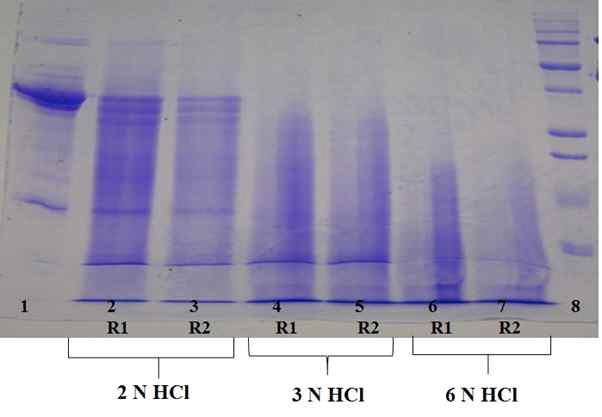 SDS-PAGE band pattern of phosvitin and acid hydrolysed phosvitin. Lane 1 .Native phosvitin; lane 2. 2 N HCl-treated phosvitin at 60oC for 6h (R1); lane 3. 2 N HCl-treated phosvitin at 60oC for 6 h (R2); lane 4. 3 N HCl-treated phosvitin at 60 oC for 6 h (R1); lane 5. 3 N HCl-treated phosvitin at 60oC for 6 h (R1); lane 6. 6 N HCl-treated phosvitin at 60oC for 6 h (R1); lane 7. 6 N HCl-treated phosvitin at 60 oC for 6 h (R2); lane 8. MM