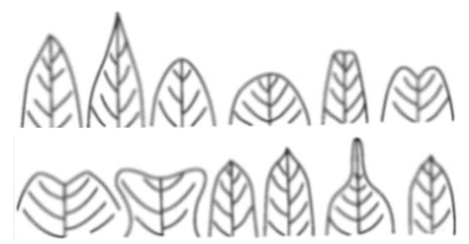 잎끝(엽선)의 다양한 사례