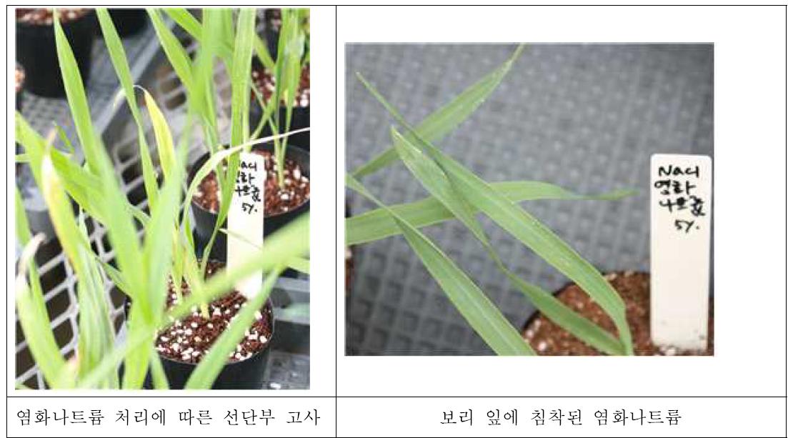 염화나트륨 5% 처리에 따른 선단부 고사 증상.