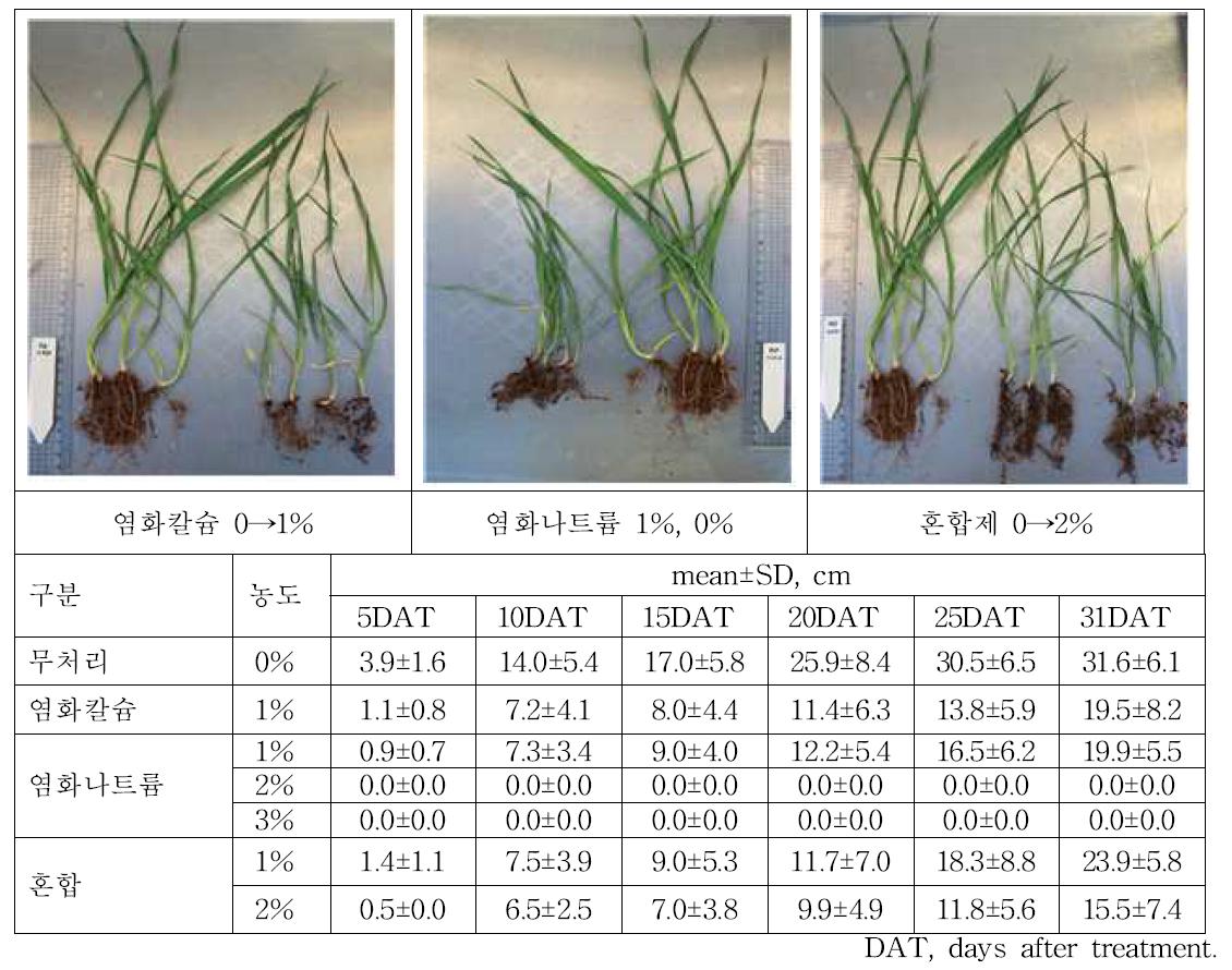 제설제 장기노출에 따른 금강밀의 체장 변화