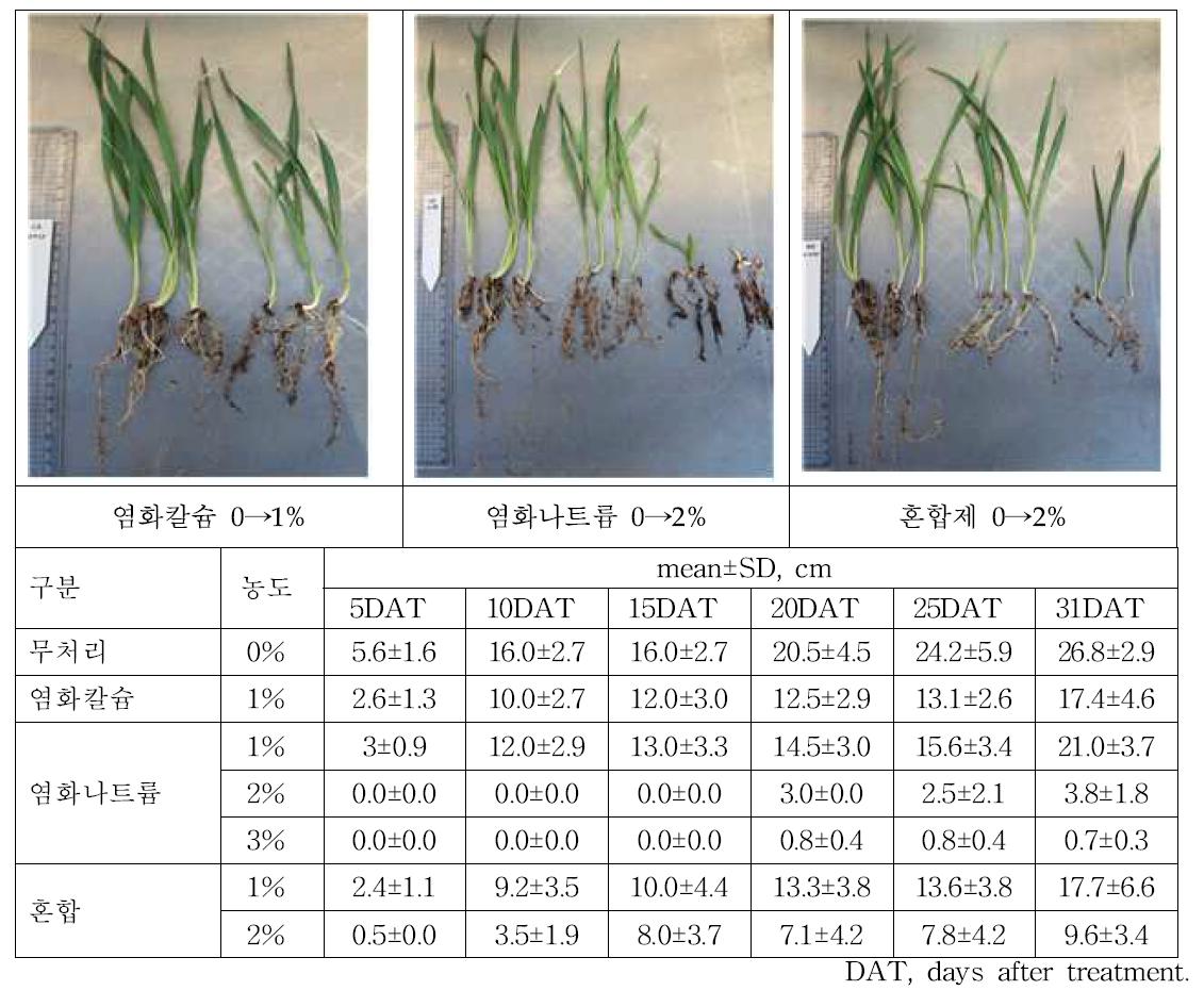 제설제 장기노출에 따른 서둔찰보리의 체장 변화