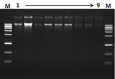 토양으로부터 genomic DNA의 추출 여부 검정.