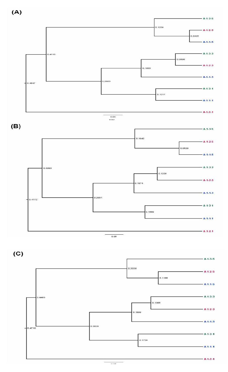 그룹 1 시료간의 유전적 분지 (phylogenectic analysis).