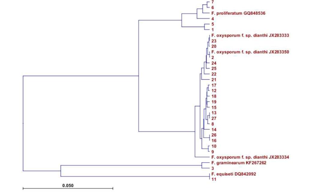 카네이션으로부터 분리한 Fusarium spp.의 염기서열과 NCBI GenBank에 등록되어 있는 염기서열을 비교하여 작성한 계통수. 계통수는 UPGMA (Unweighted Pair Group Method with Arithmetic Mean)을 기반으로 작성하였다.