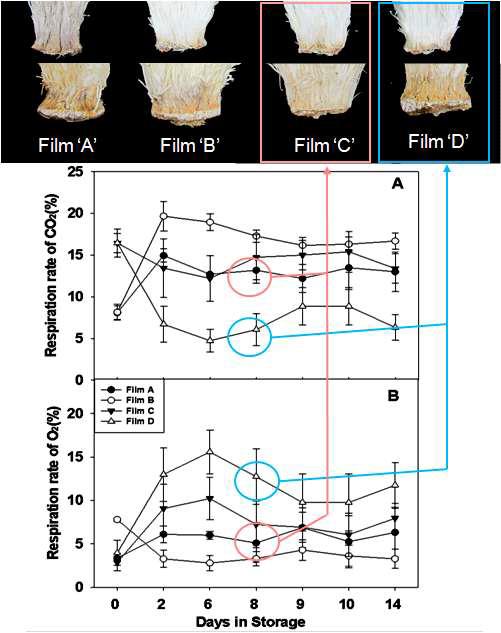 기능성 필름 포장에 의한 팽이 버섯의 호흡률(위, 이산화탄소; 아래, 산소) 변화와 관찰 사진