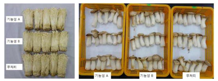 팽이버섯과 큰느타리버섯 기능성상자 처리별 13℃ 저장 14일 후 외관